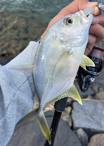 オニヒラアジの釣果