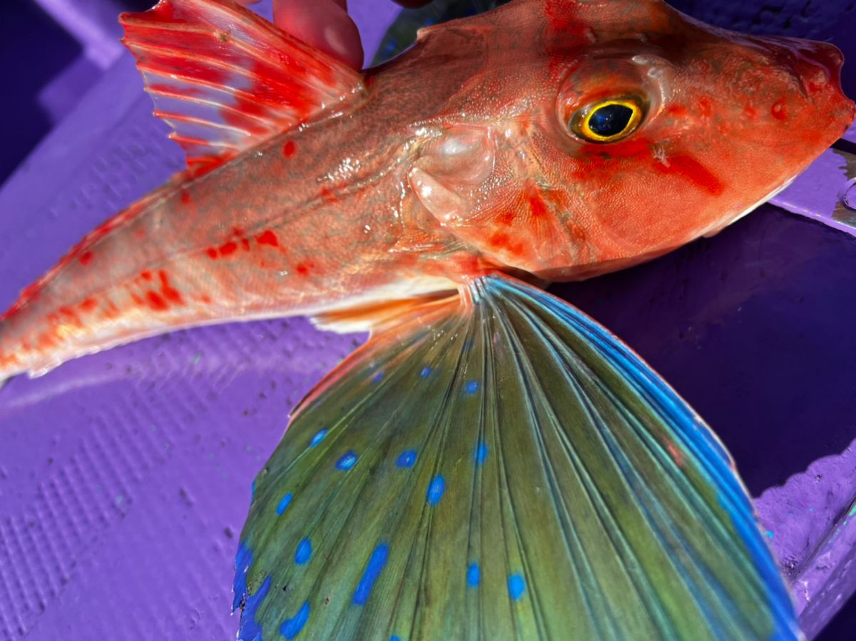 ROGGY(ろぎー)さんの釣果 2枚目の画像