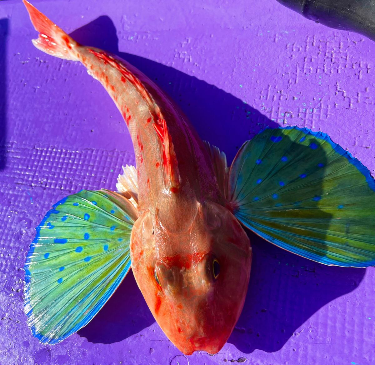 ROGGY(ろぎー)さんの釣果 3枚目の画像