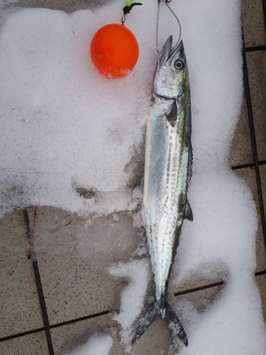 サゴシの釣果