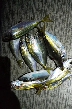 アジの釣果