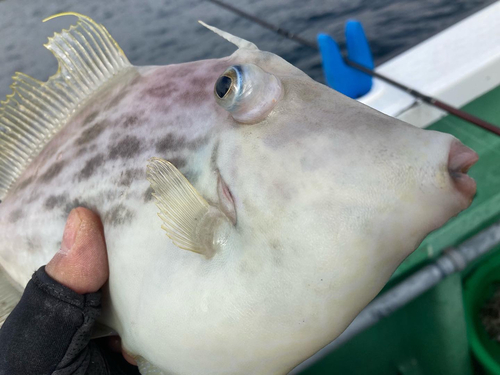 カワハギの釣果