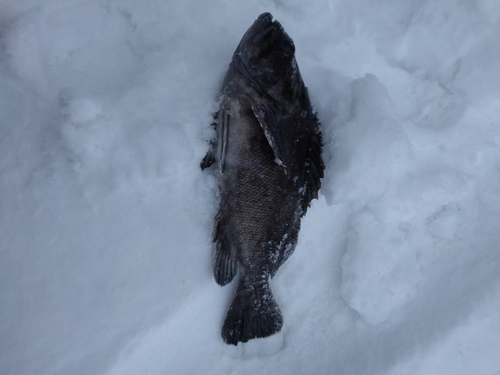 クロソイの釣果