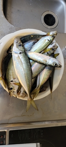 アジの釣果