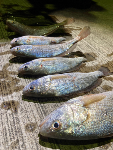 イシモチの釣果