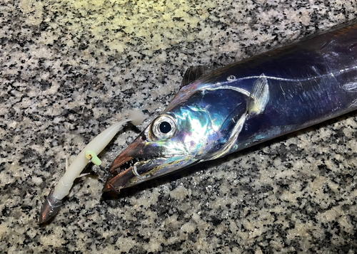 タチウオの釣果