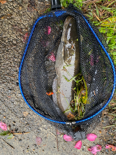 ナマズの釣果