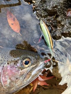 ニジマスの釣果