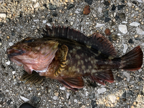 カサゴの釣果