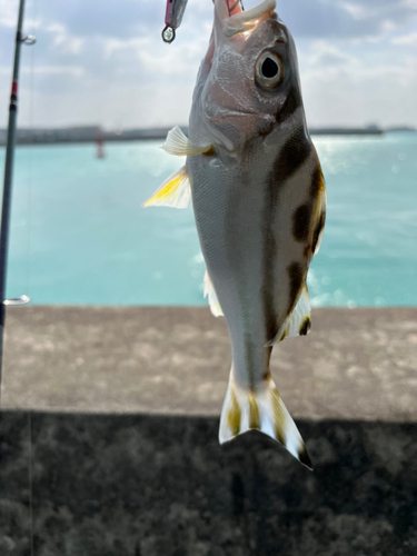 クワガナーの釣果