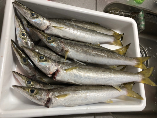 カマスの釣果