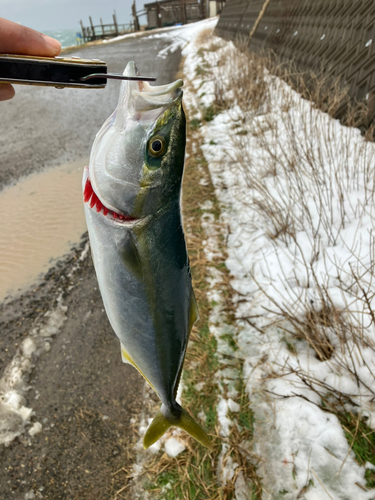 イナダの釣果