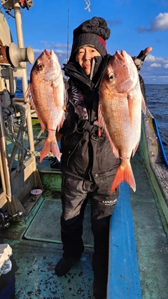 マダイの釣果