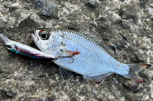 ユゴイの釣果