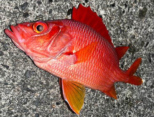 トガリエビスの釣果