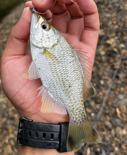 オオクチユゴイの釣果