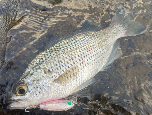 オオクチユゴイの釣果