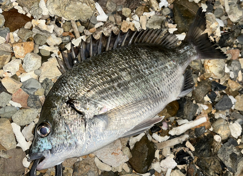 ミナミクロダイの釣果