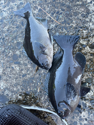 メジナの釣果