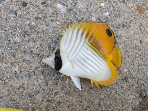 チョウチョウウオの釣果