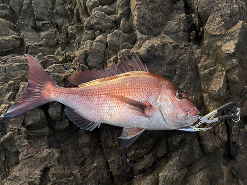 タイの釣果