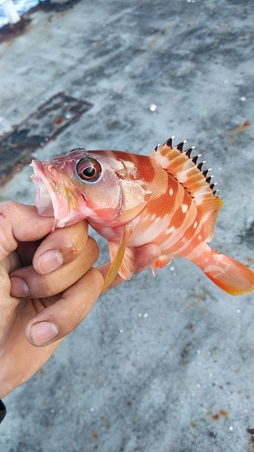 アカハタの釣果