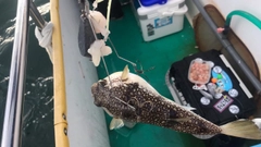 ショウサイフグの釣果