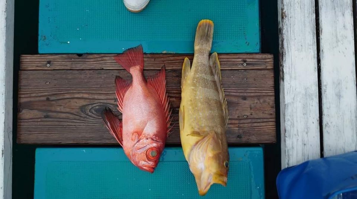 ごえもん☺さんの釣果 2枚目の画像