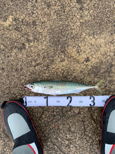 サバの釣果