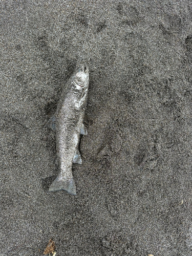 ウミアメの釣果