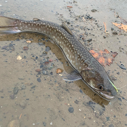 アメマス