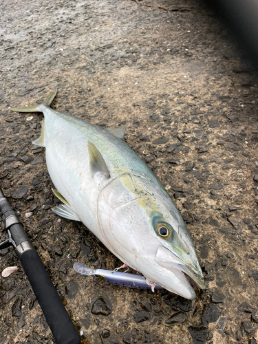 ブリの釣果