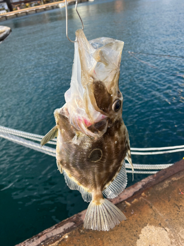 マトウダイの釣果