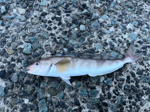 ホッケの釣果