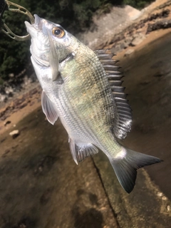 ミナミクロダイの釣果