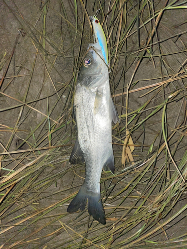 セイゴ（マルスズキ）の釣果