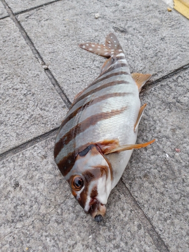 タカノハダイの釣果