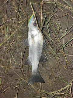 セイゴ（ヒラスズキ）の釣果