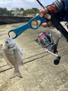 ミナミクロダイの釣果