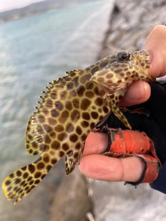 カンモンハタの釣果