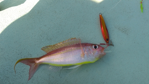 イトヨリダイの釣果