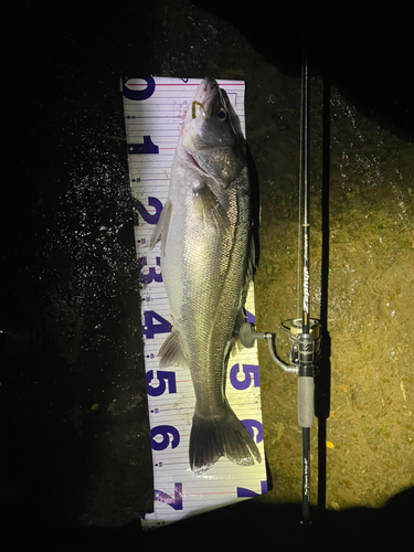 シーバスの釣果