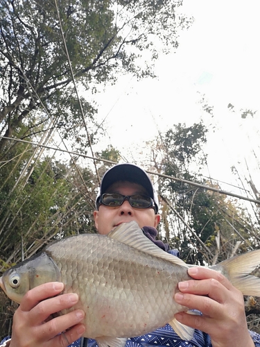 ヘラブナの釣果