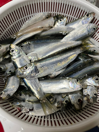 サッパの釣果