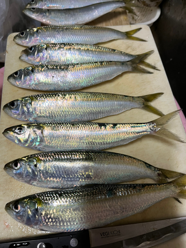 カタボシイワシの釣果