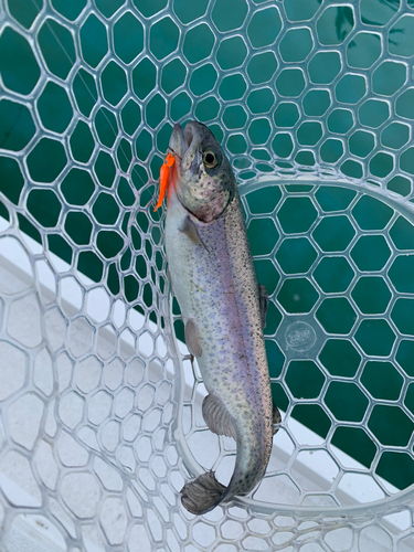 ニジマスの釣果