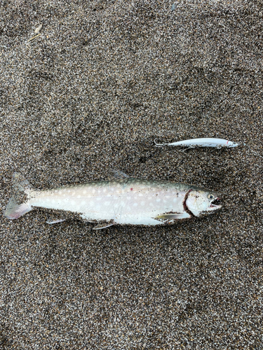 アメマスの釣果