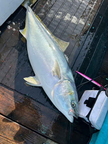 ブリの釣果