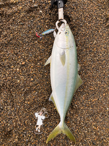 イナダの釣果