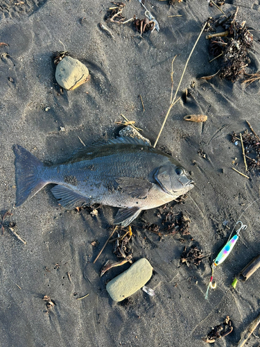 メジナの釣果